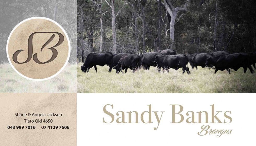 Sandy-Banks-banner