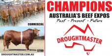 Droughtmaster_January_2015