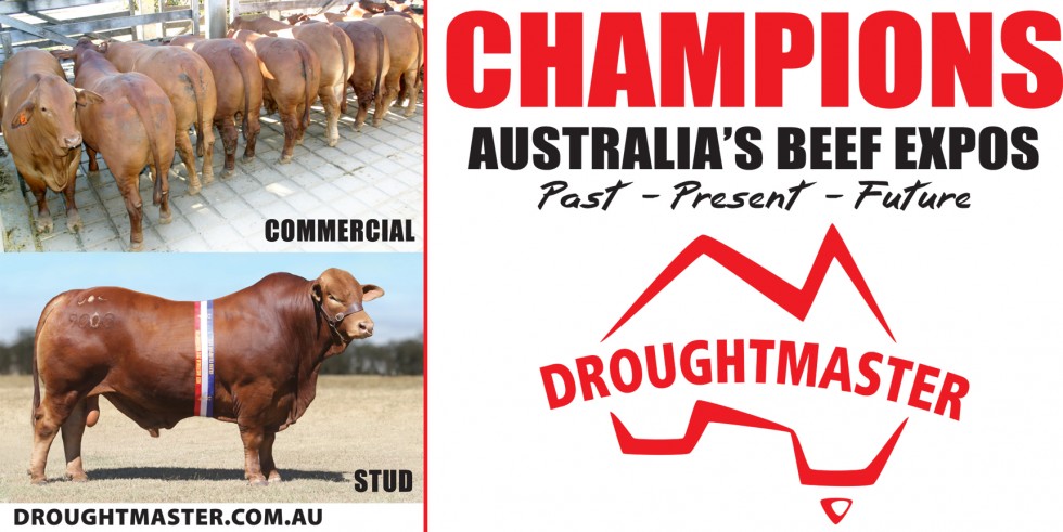 Droughtmaster_January_2015